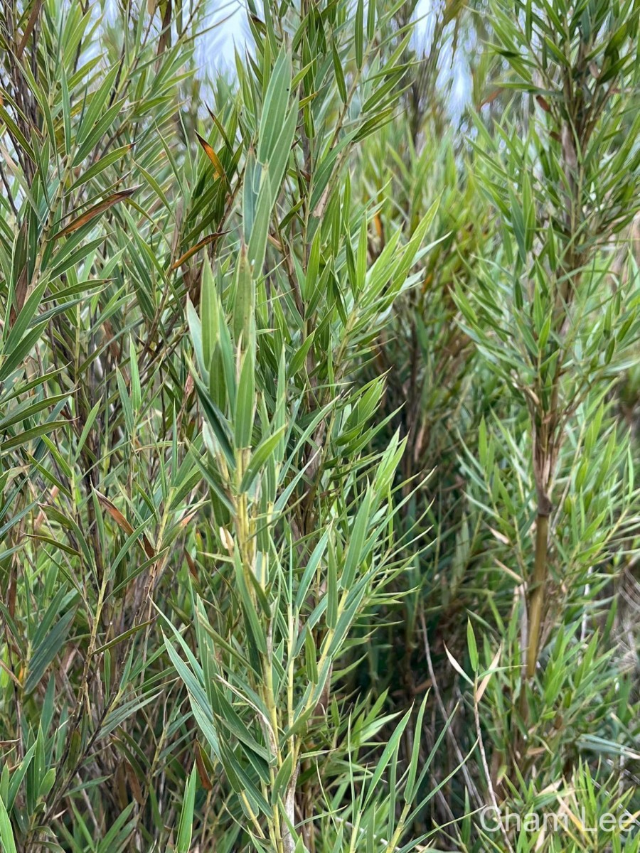 Kuruna densifolia (Munro) Attigala, Kathriarachchi & L. G. Clark